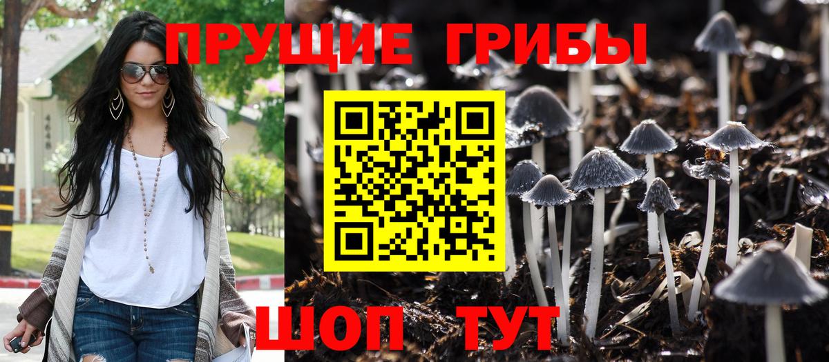 Буйнакск  Псилоцибиновые грибы Cubensis  Вход с VPN 